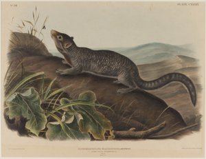 Spermophilus Macrourus (Großschwanz-Eichhörnchen)