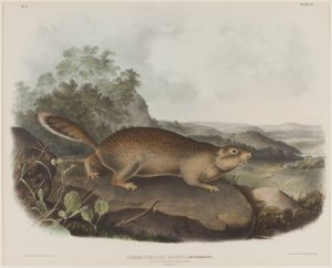 Spermophilus Parry (Parrys Murmeltier-Eichhörnchen)