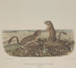 Spermophilus Tridecemlineatus (Zwei Leopardenhörnchen)
