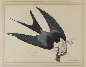  von John James Audubon