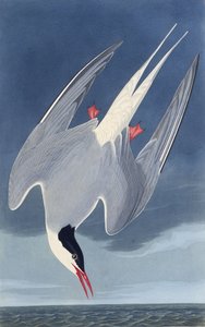 Die Küstenseeschwalbe. Aus Die Vögel Amerikas