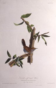 Der Bewicks-Zaunkönig. Aus Die Vögel Amerikas von John James Audubon