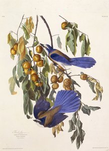 Der Florida-Buschhäher. Aus Die Vögel Amerikas, 1827-1838