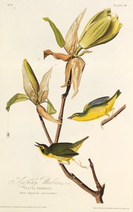 Der Kentucky-Waldsänger. Aus Die Vögel Amerikas, 1827-1838 von John James Audubon