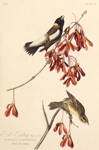 Der Reisvogel. Aus Die Vögel Amerikas, 1827-1838 von John James Audubon