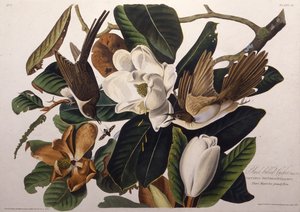Der Schwarzschnabelkuckuck. Aus Die Vögel Amerikas, 1827-1838