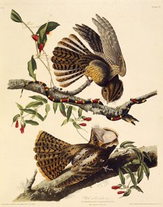 Der Chuck-wills-widow. Aus Die Vögel Amerikas, 1827-1838