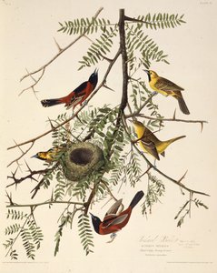 Der Gartenwaldsänger. Aus Die Vögel Amerikas, 1827-1838