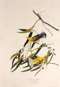 Der Prothonotary-Waldsänger. Aus Die Vögel Amerikas, 1827-1838 von John James Audubon