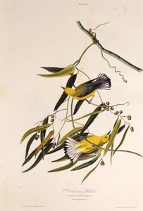 Der Prothonotary-Waldsänger. Aus Die Vögel Amerikas, 1827-1838 von John James Audubon