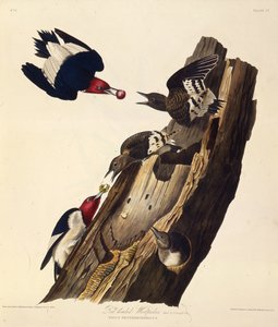 Der Rotkopf-Specht. Aus Die Vögel Amerikas, 1827-1838