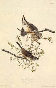 Der Singammer. Aus Die Vögel Amerikas