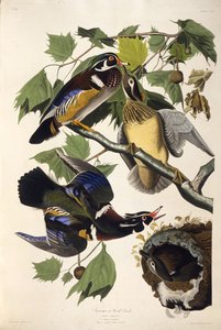 Die Brautente. Aus Die Vögel Amerikas, 1827-1838 von John James Audubon