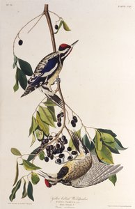 Der Gelbbauch-Saftlecker. Aus Die Vögel Amerikas, 1827-1838