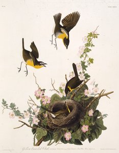 Der gelbbrüstige Chat. Aus Die Vögel Amerikas, 1827-1838 von John James Audubon