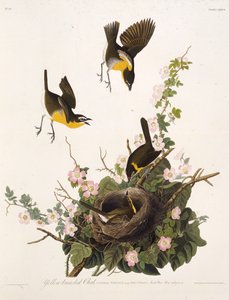 Der Gelbbrust-Waldsänger. Aus Die Vögel Amerikas, 1827-1838