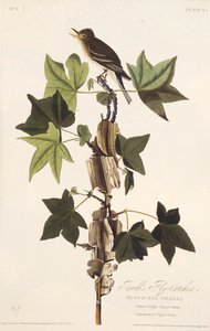 Traills Schnäpper. Aus Die Vögel Amerikas, 1827-1838