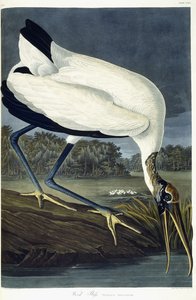 Waldstorch, 1834