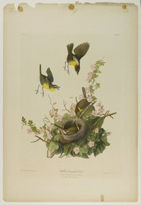 Gelbbrust-Chat, gedruckt von Julien Bien und veröffentlicht von Roe Lockwood & Son, 1861