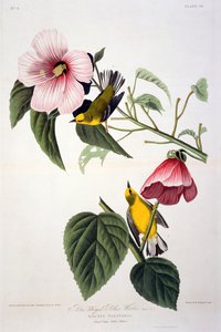 Gelbflügel-Waldsänger, aus Birds of America, graviert von Robert Havell (1793-1878)