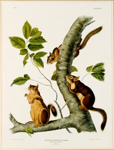 Douglas-Eichhörnchen, aus dem Folio Die lebendgebärenden Vierfüßer Nordamerikas, veröffentlicht 1845, 1844