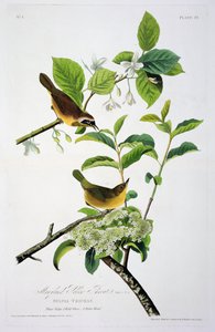 Maryland-Gelbkehlchen, aus Birds of America, graviert von Robert Havell (1793-1878)