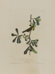 Roscoes Gelbkehlchen, aus Birds of America, graviert von Robert Havell (1793-1878)