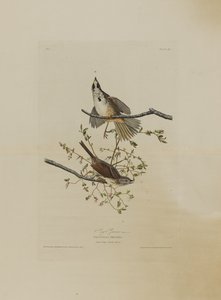 Singammer, aus Birds of America, graviert von Robert Havell (1793-1878)