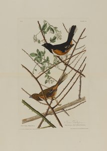 Towhe-Ammer, aus Birds of America, graviert von Robert Havell (1793-1878)