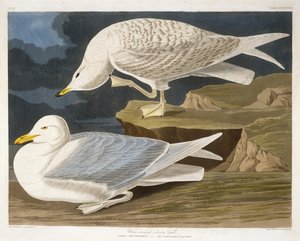 Weißflügelige Silbermöwe, graviert von Robert Havell, Jr., 1835