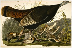 Wilder Truthahn, graviert von William Home Lizars (1788-1859) ca. 1827-32