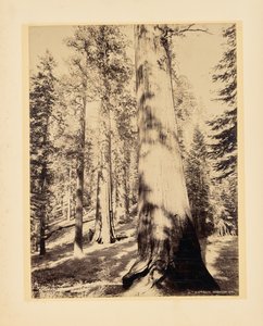 Große Bäume, Mariposa, Kalifornien von John K. Hillers