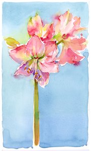 Amaryllis mit aquafarbenem Hintergrund von John Keeling