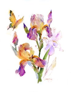Iris mit gelbem Schmetterling