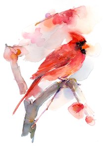 Roter Kardinal