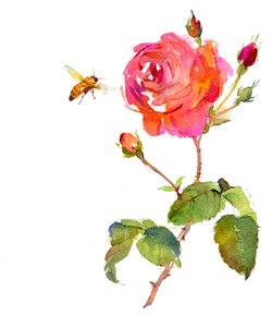Rose mit Biene