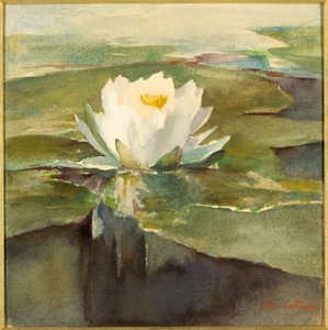 Seerose im Sonnenlicht von John La Farge