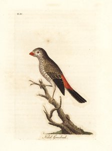 Schöner Feuerflügel, Stagonopleura bella (Nitidgimpel, Loxia nitida). Handkolorierte Kupferstichzeichnung und -gravur von John Latham aus seiner eigenen A General History of Birds, Winchester
