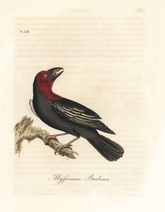 Schwarzschnabel-Bartvogel, Lybius guifsobalito. Handkolorierte Kupferstichzeichnung und -gravur von John Latham aus seiner eigenen A General History of Birds, Winchester von John Latham