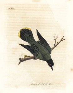 Schwarzkehl-Bülbül, Pycnonotus atriceps. Handkolorierte Kupferstichzeichnung und -gravur von John Latham aus seinem eigenen A General History of Birds, Winchester