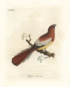 Schwarzkehl-Trogon, Trogon rufus, weiblich (Roter Curucui, Trogon rufus). Kopiert von Martinets Illustration des Cayenne für Buffon Coucou a queue rousse. Handkolorierte Kupferplatte gezeichnet und graviert von John Latham aus seiner eigenen A General Hist von John Latham