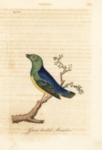 Blaugenick-Chlorophonia, Chlorophonia cyanea (Grünkopf-Manakin, heimisch in Südamerika). Handkolorierter Kupferstich gezeichnet und graviert von John Latham aus seiner eigenen 