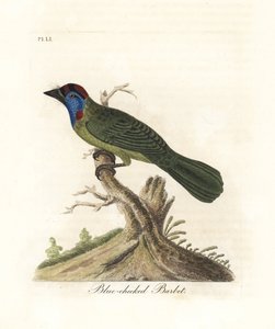 Blaukehl- oder Bergbartvogel, Psilopogon asiaticus. (Blauwangen-Bartvogel, Trogon asiaticus). Handkolorierte Kupferplatte gezeichnet und graviert von John Latham aus seiner eigenen A General History of Birds, Winchester