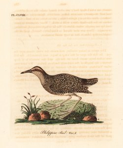 Bindenralle, Gallirallus philippensis (Philippinenralle, Rallus philippensis)