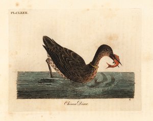 Kormoran zum Fischen in Asien, vielleicht ein großer Kormoran, Phalacrocorax carbo, oder japanischer Kormoran, Phalacrocorax capillatus. (Chinesischer Taucher, Colymbus sinensis)