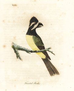 Haubenwürger, Falcunculus frontatus. Handkolorierte Kupferstichzeichnung und -gravur von John Latham aus seinem eigenen A General History of Birds, Winchester