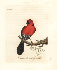 Purpurbrust-Grosbeak. Unbekannte oder möglicherweise ausgestorbene Grosbeak-Art aus Afrika. Handkolorierte Kupferplatte gezeichnet und graviert von John Latham aus seiner eigenen A General History of Birds, Winchester von John Latham