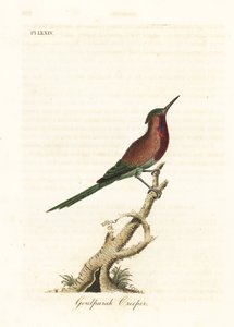 Crimson-Sonnenvogel, Aethopyga siparaja seheriae (Goulpourah Creeper). Handkolorierte Kupferplatte, gezeichnet und graviert von John Latham aus seiner eigenen A General History of Birds, Winchester