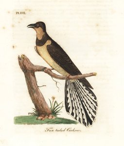 Fächerschwanzkuckuck, Cacomantis flabelliformis (Fächerschwanzkuckuck, Cuculus flabelliformis). Handkolorierte Kupferplatte gezeichnet und graviert von John Latham aus seiner eigenen A General History of Birds, Winchester von John Latham