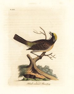 Goldkronensperling, Zonotrichia atricapilla (Schwarzkronsperling, Emberiza atricapilla). Handkolorierte Kupferplatte gezeichnet und graviert von John Latham aus seiner eigenen A General History of Birds, Winchester von John Latham